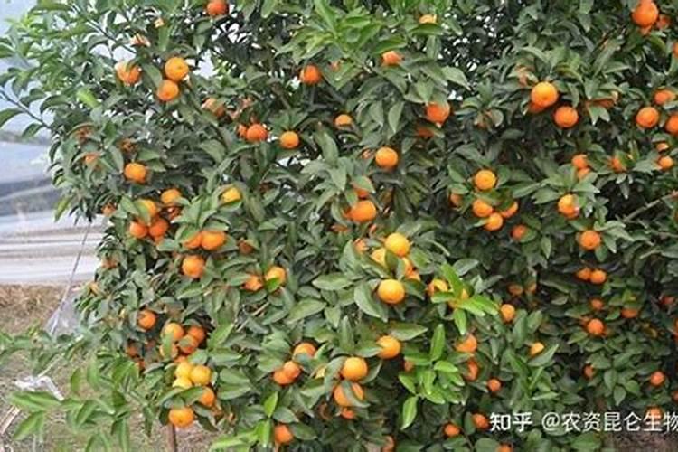 砂糖桔如何快速膨大？砂糖桔用什么肥料好？砂糖桔膨大增产肥料调色师百 ...