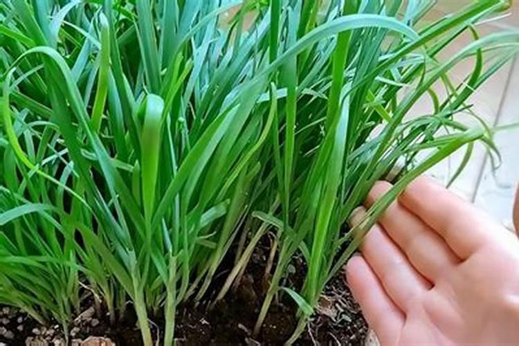 氮肥促进植物什么生长