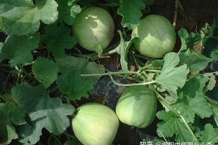 大棚甜瓜坐果以后用什么肥料？