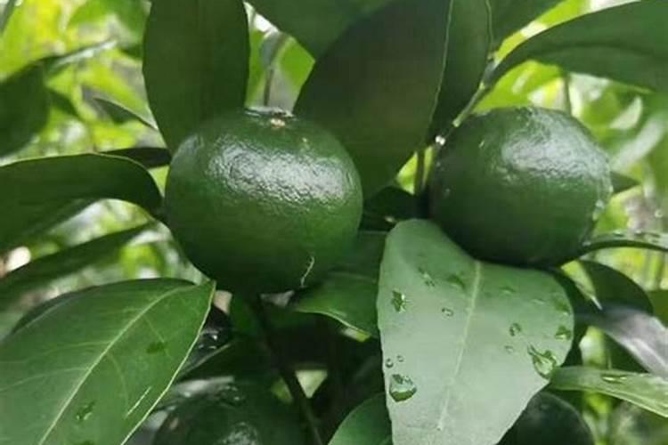 菜苗什么时候施肥 菜苗施肥的时间