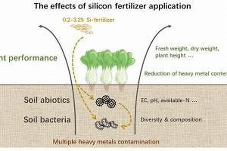硅肥的作用及使用方法