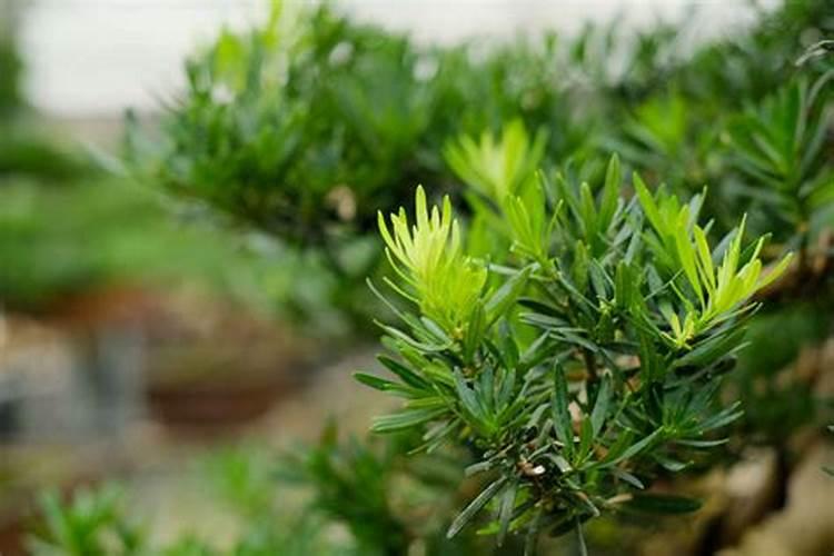 罗汉松最忌三种肥料