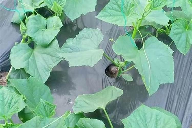 黄瓜定植期用什么肥效果好
