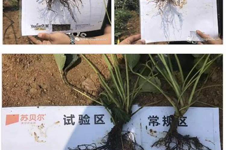 大姜根腐枯萎病如何预防,生姜黄叶死苗烂根怎么处理