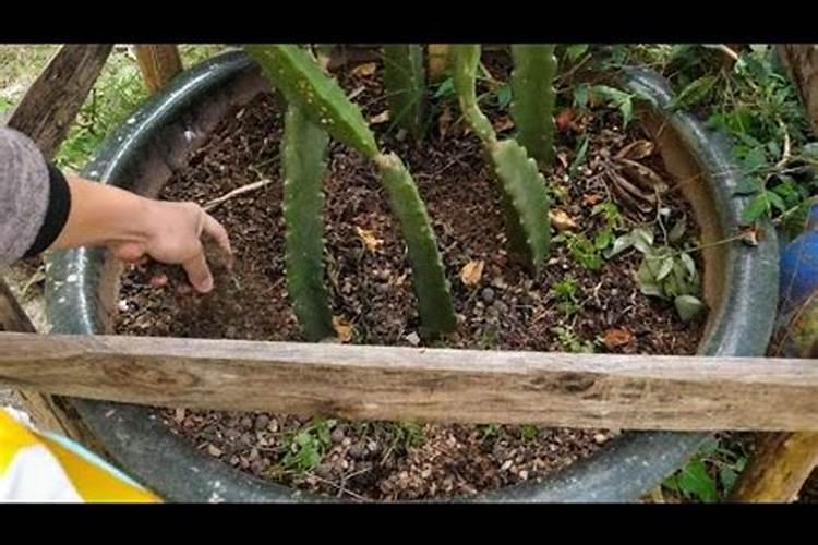 火龙果施什么肥才能开花结果 火龙果开花要施什么肥