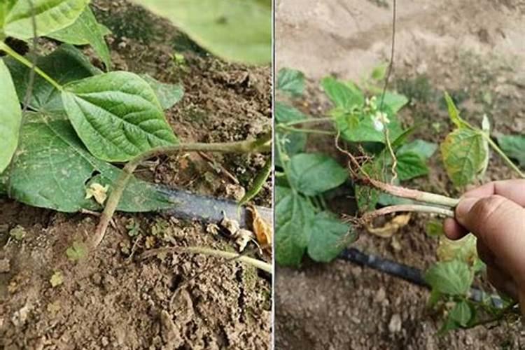 豆角怎么种才能高产