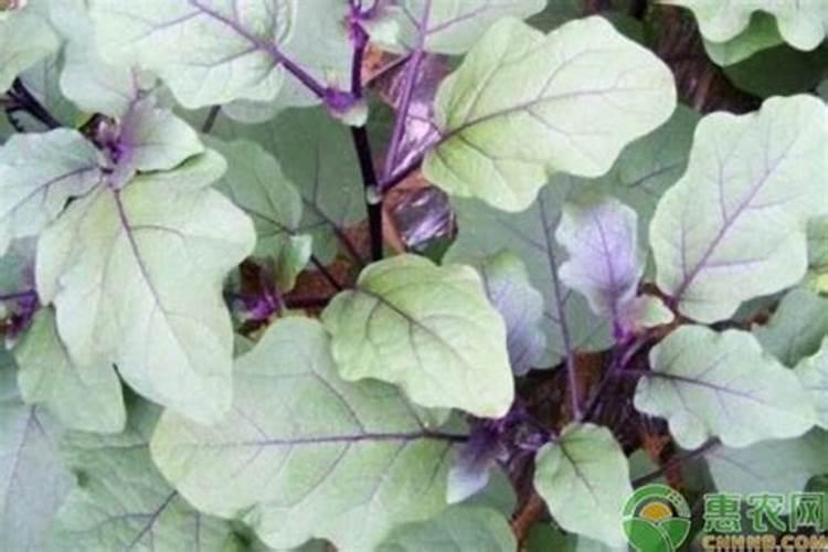 圆茄的种植与管理