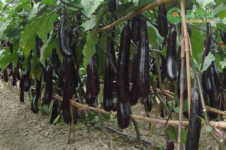 茄子种植方法和管理
