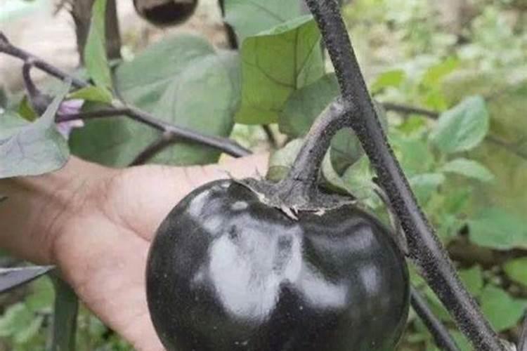 茄子如何管理才高产