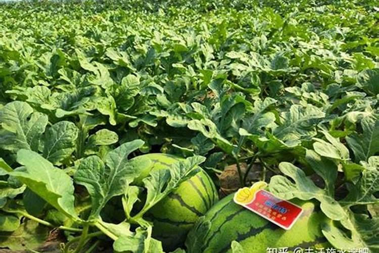 西瓜膨大期可以冲施3个15芭田布衣皇后吗