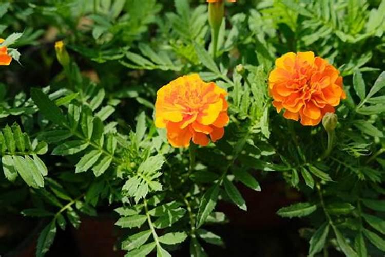 养花人必学的追肥知识,不学,后悔哦!