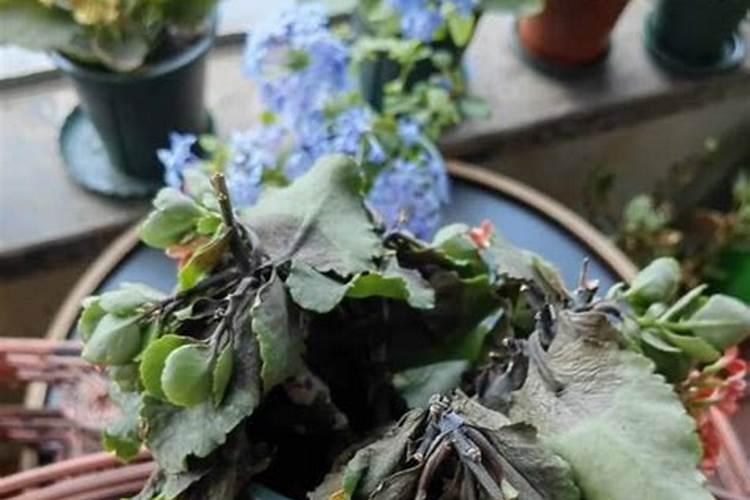 苗期用什么叶面肥