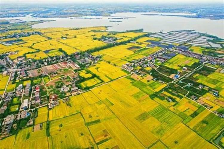 水稻锌肥用什么肥料