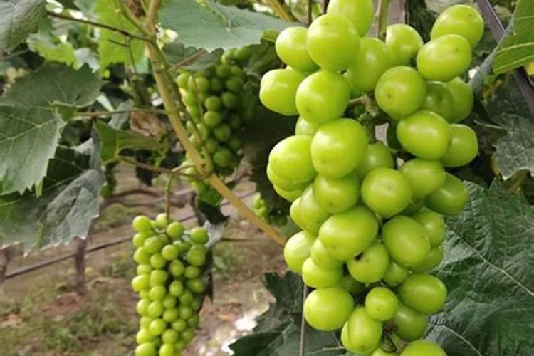 种植阳光玫瑰葡萄时,需要施什么肥呢？