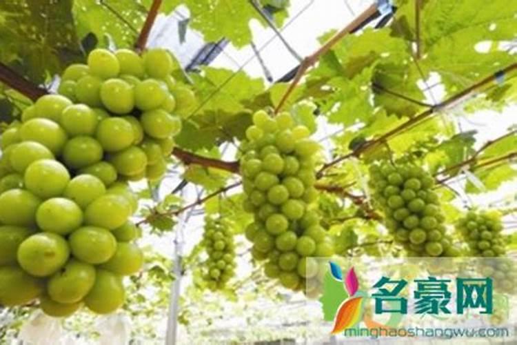 阳光玫瑰没有花怎么补救