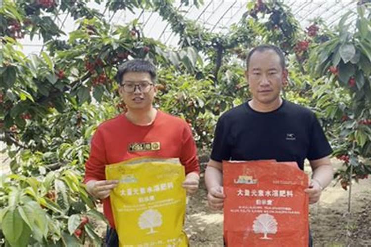 大樱桃用什么肥料早熟还上色