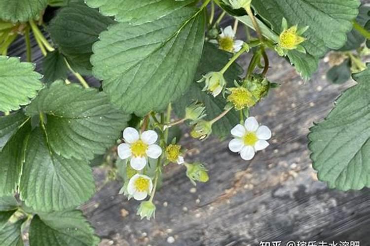 水溶肥一般几天见效