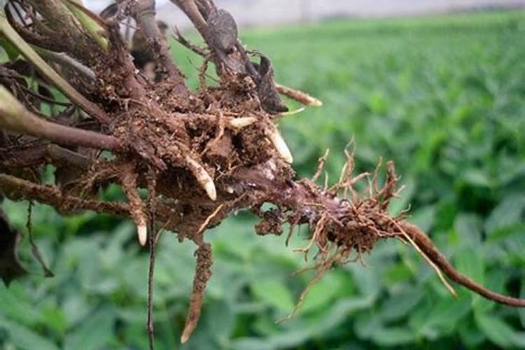 秋季种植淮山什么时候施膨大肥
