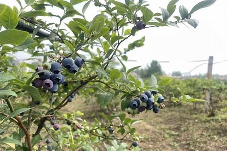 蓝莓用什么肥料