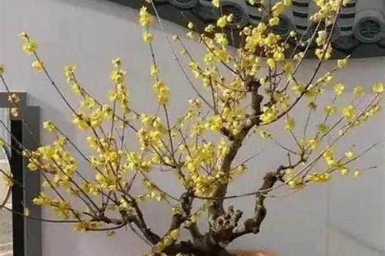 澳洲腊梅怎么养