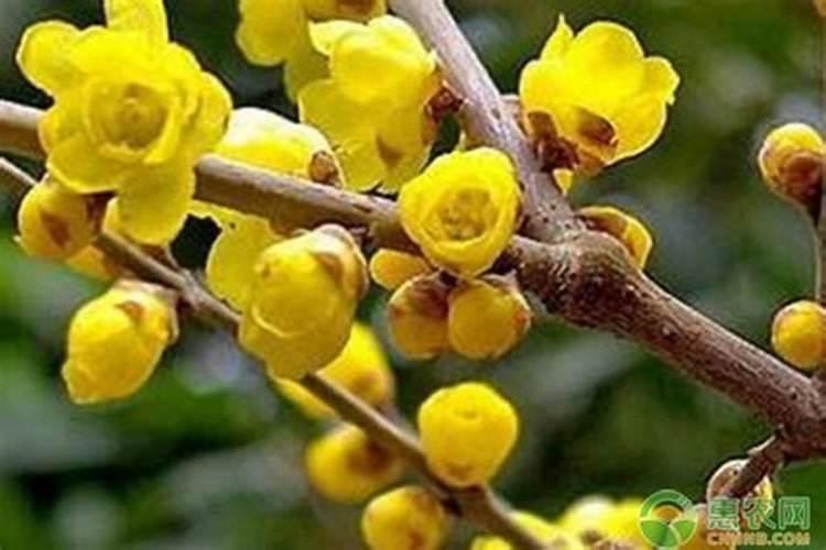 腊梅花落蕾怎么办