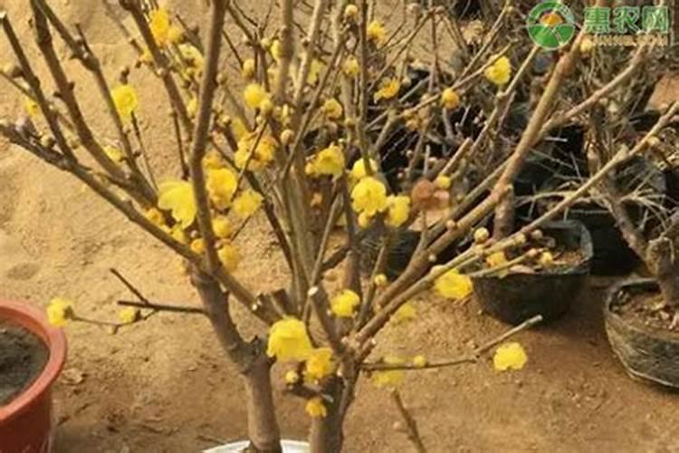 腊梅打花苞时需不需要施肥