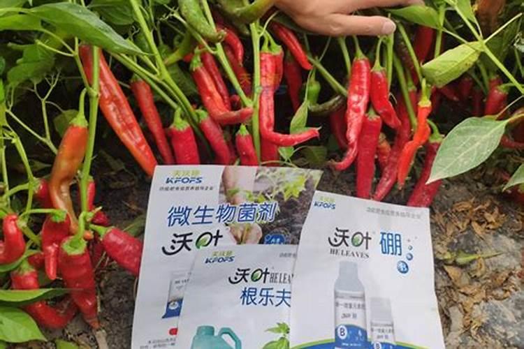 辣椒种植怎样用水溶肥