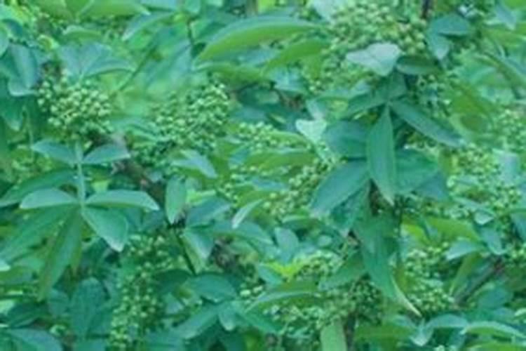 花椒树施什么肥较佳