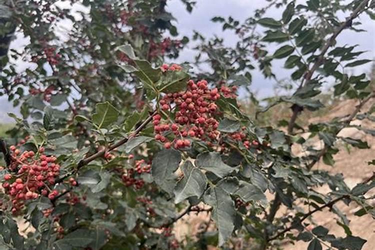 花椒树施肥方法