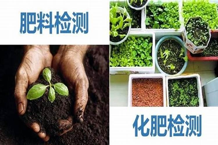 有机肥在养月季中的正确使用方法,看看你做对了没