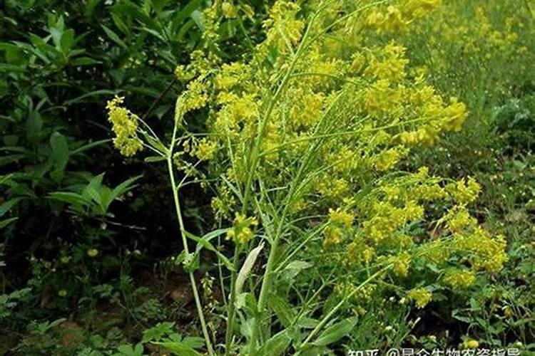 种植柴胡要什么化肥好？