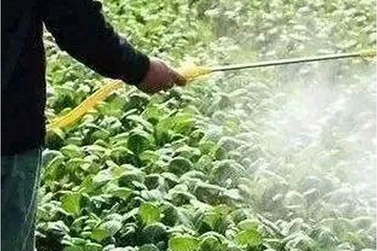 中药材使用叶面肥的时期,中药材使用叶面肥的优势？