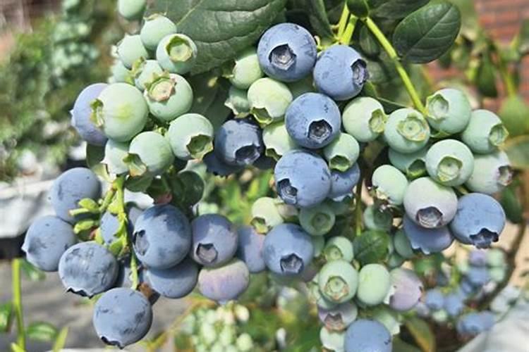 请问蓝莓用什么肥料最好