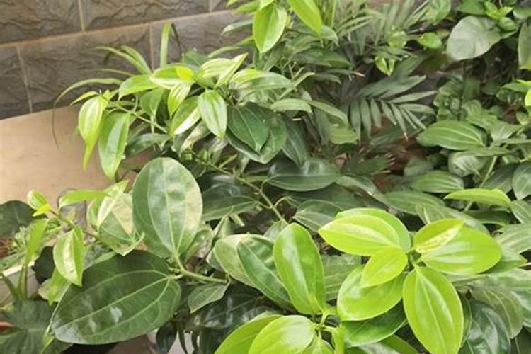 平安树用什么肥料？