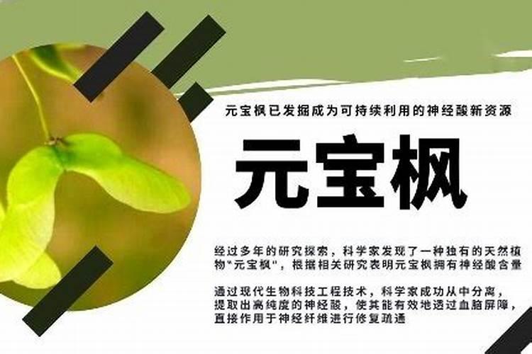 元宝枫如何施肥