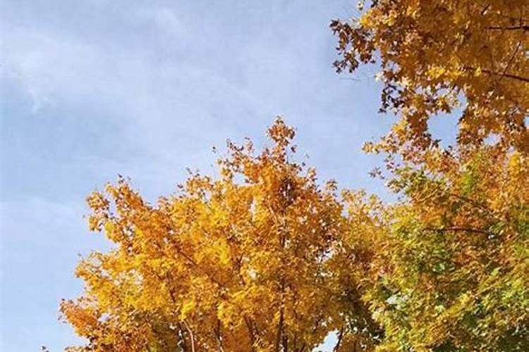 元宝枫怎么育苗