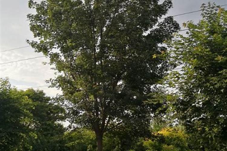 元宝枫盆景怎么养室内可以养吗？