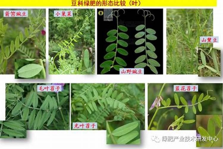 野碗豆如何种植技术
