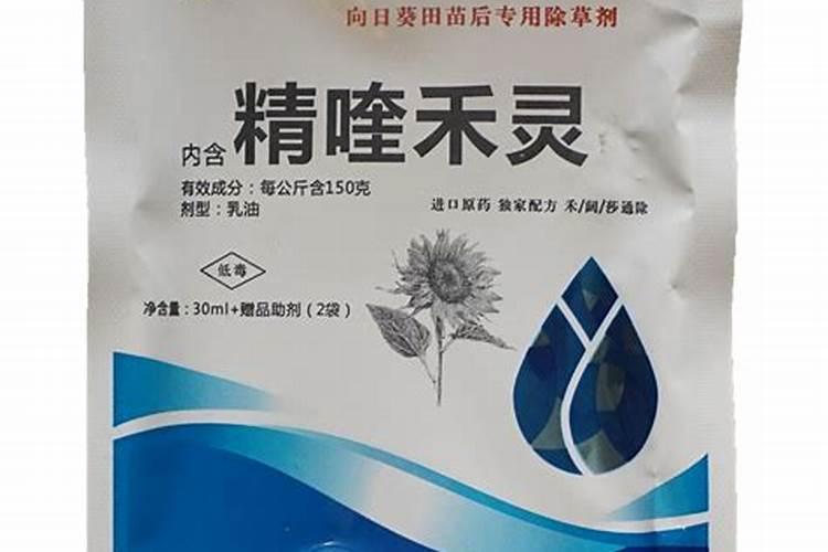 蚕豆在土里烂了怎么办