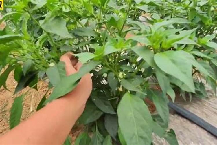 辣椒叶子发黑怎么补救 辣椒叶子发黑如何补救