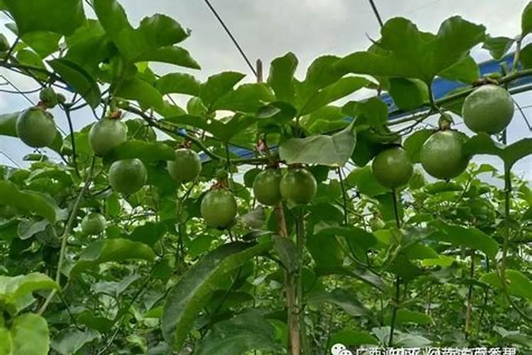 种百香果隔多少天施一次肥