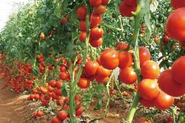 小番茄每个生长期需要的肥料