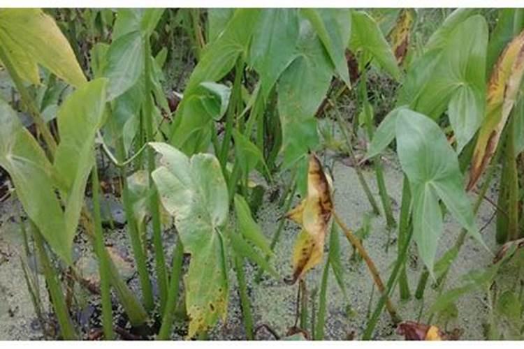 要桔子甜放什么肥料