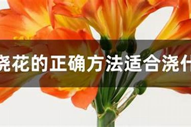 温室辣椒为什么提倡叶面追肥？适合温室辣椒使用的叶面肥主要有哪些？