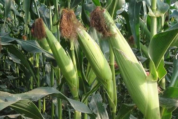 1000公斤产量玉米需氮磷钾量