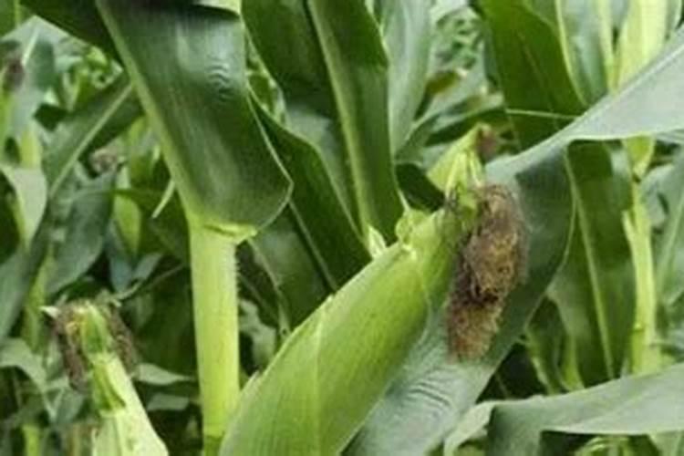 一亩玉米地该施多少肥料？