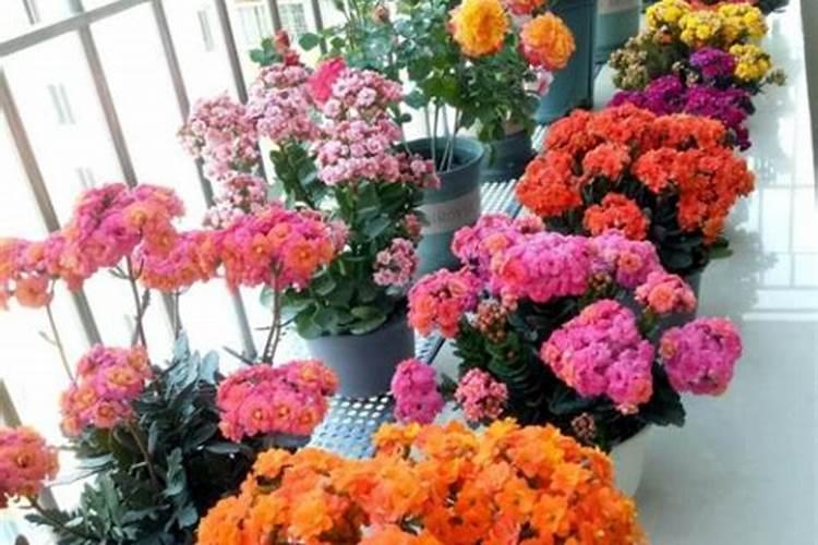 长寿花修剪后怎样施肥