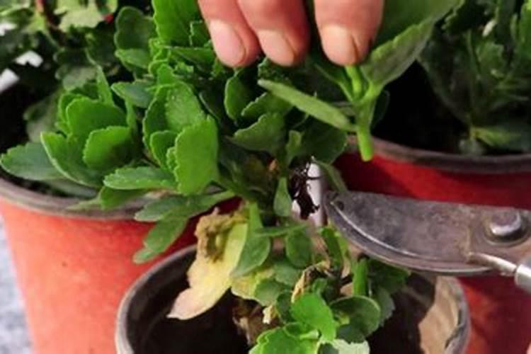 长寿花花期过后如何修剪处理