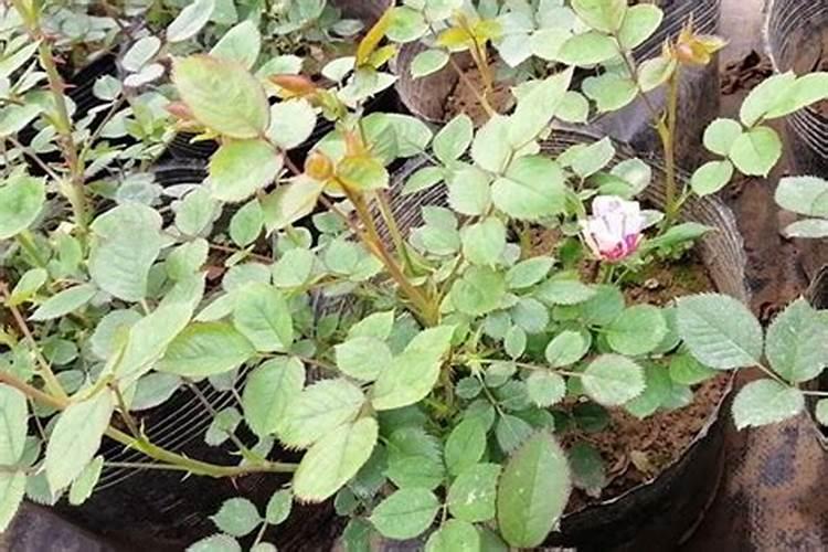 月季烧苗的补救方法是？