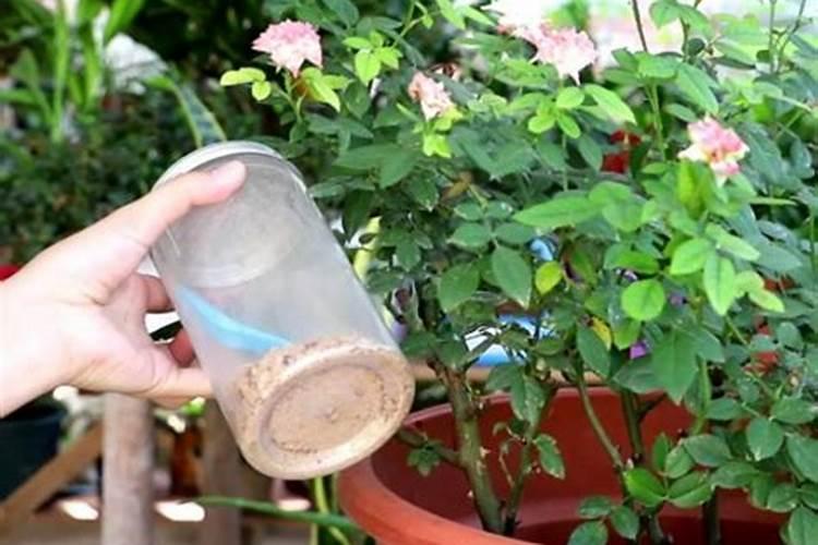 月季烧苗后该怎么处理